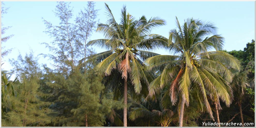 Пальмовые рощи на Banana Beach