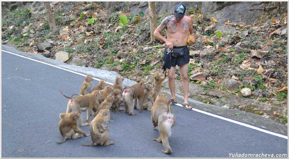 обезьяны атакуют