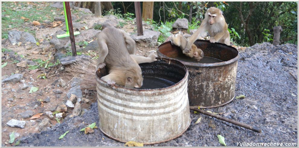обезьяны на водопое
