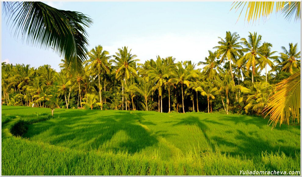 Рисовое поле и пальмы в Убуде