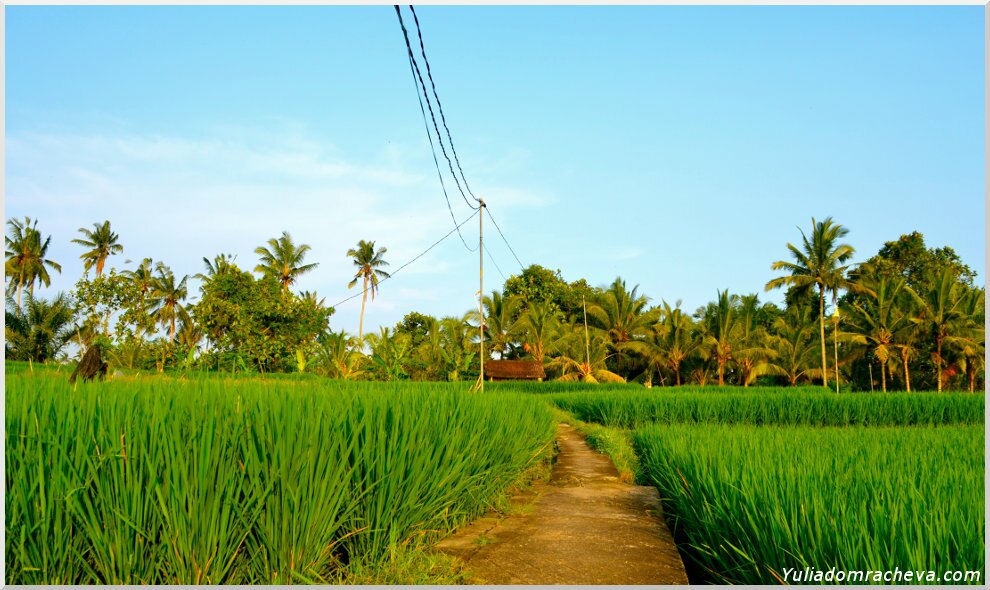 Тропинки в рисовых полях так и манят пройтись по ним